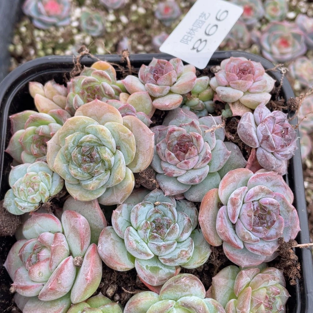 多肉植物多肉植物866