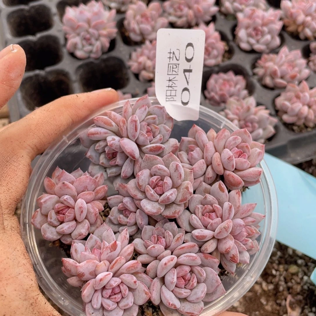 多肉植物多肉植物40