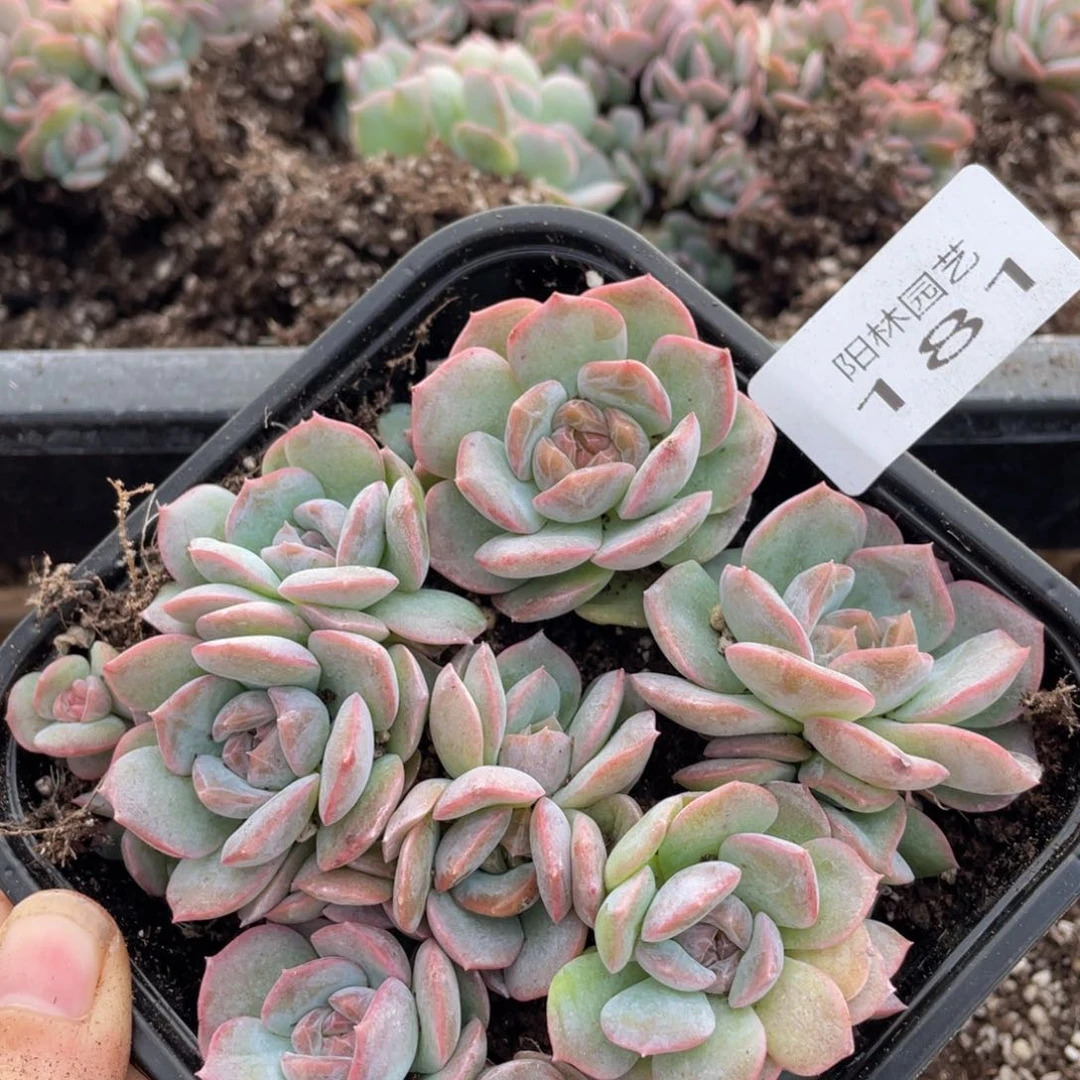 多肉植物多肉植物181