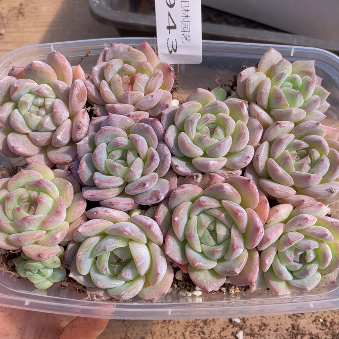 多肉植物多肉植物943