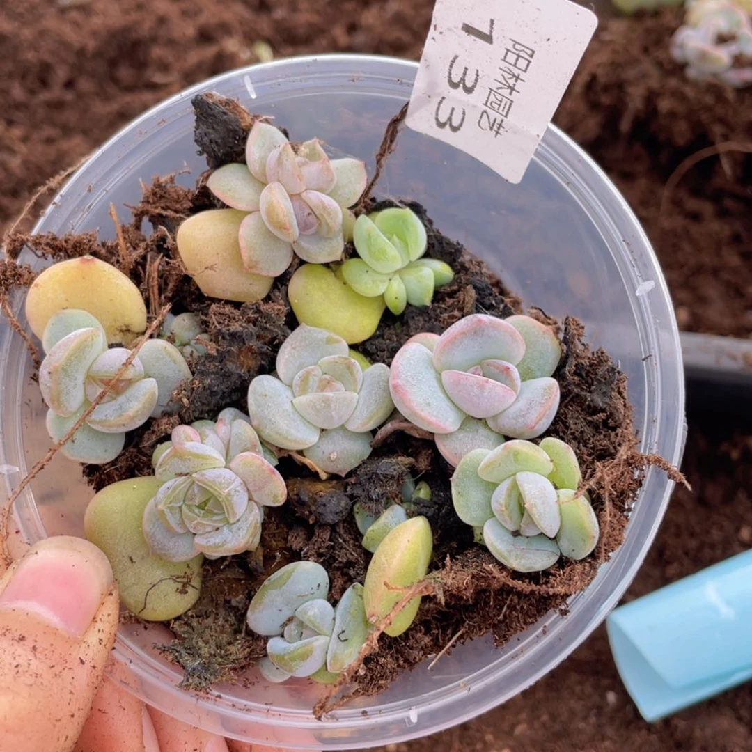 多肉植物多肉植物133