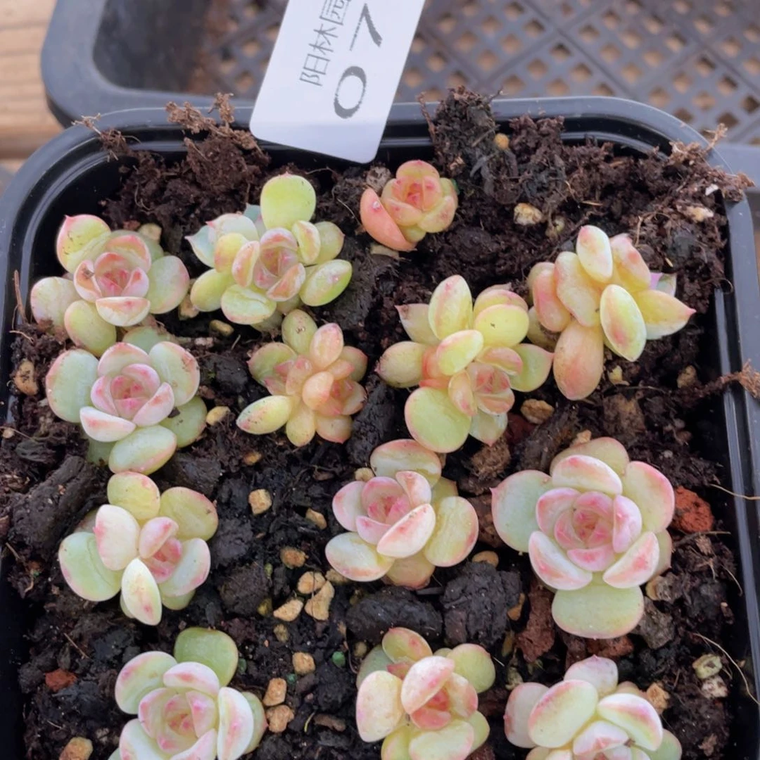 多肉植物多肉植物75