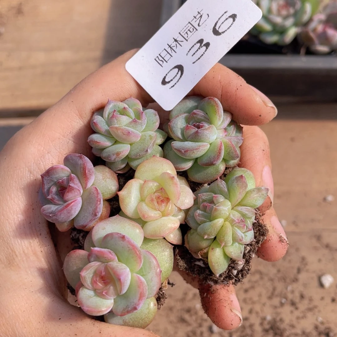 多肉植物多肉植物936