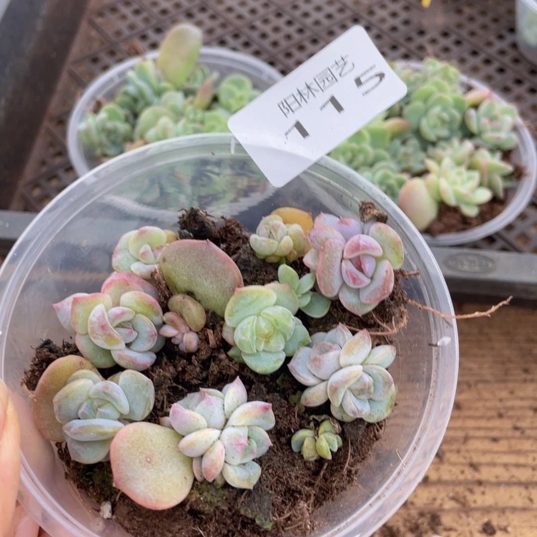 多肉植物多肉植物115