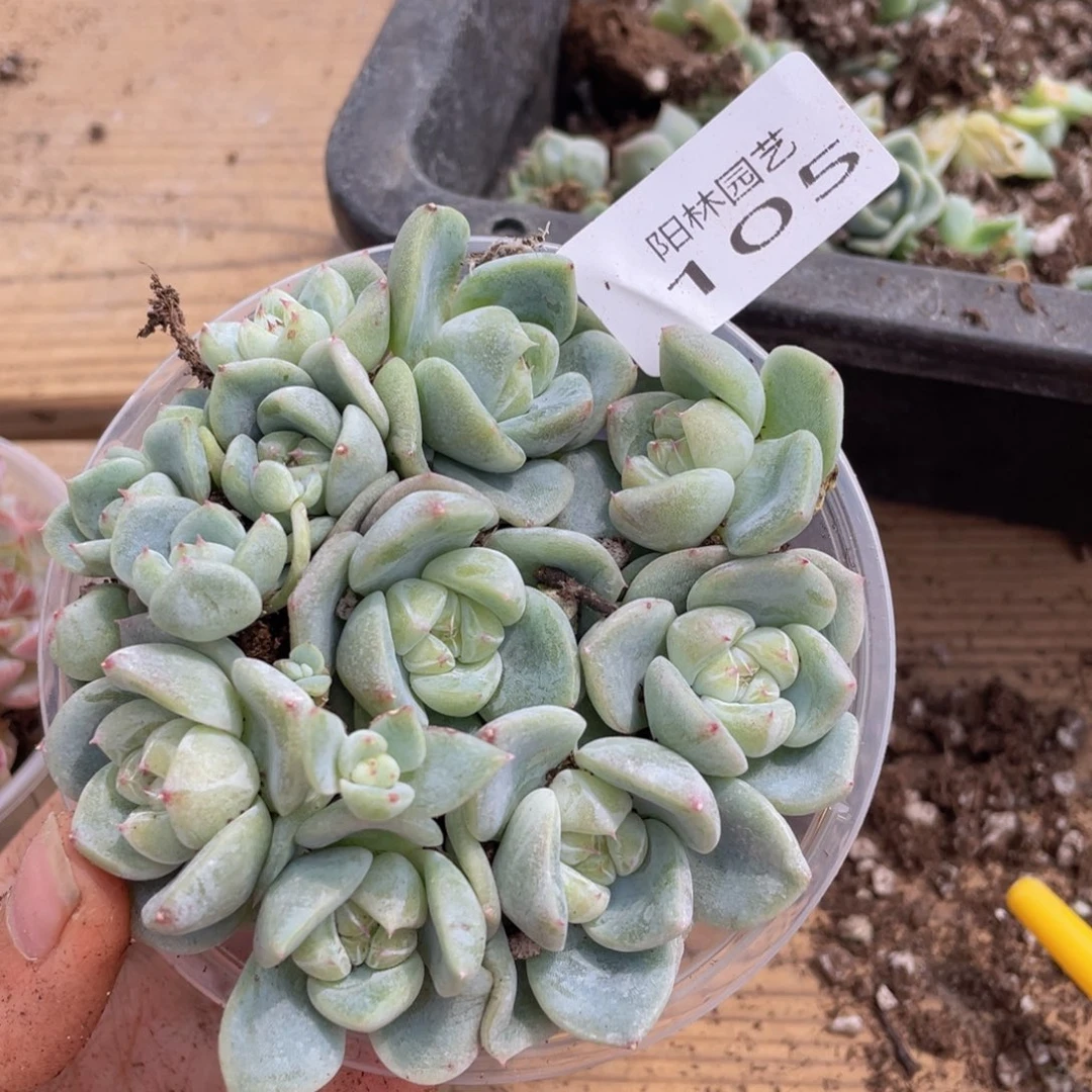 多肉植物多肉植物105