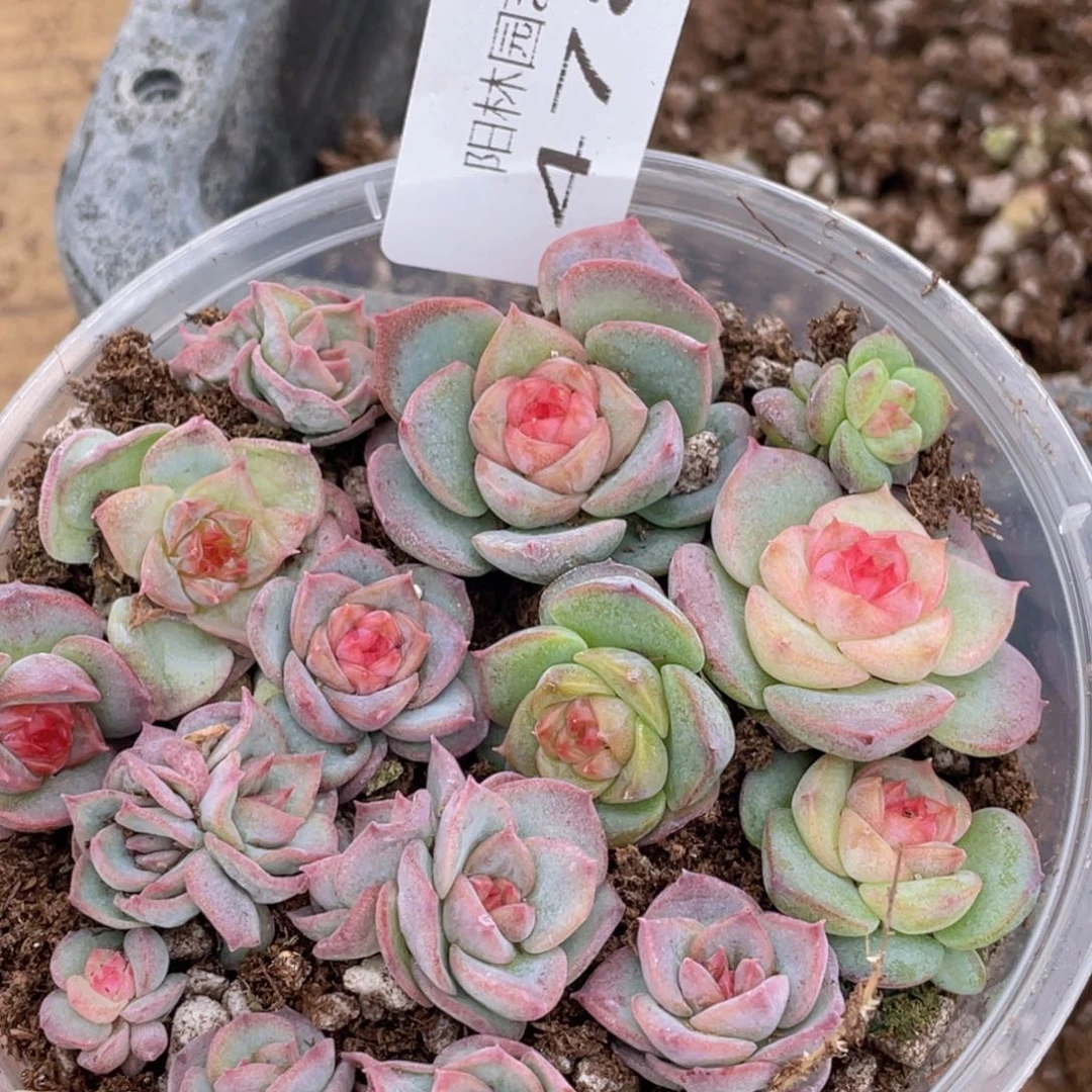 多肉植物多肉植物478