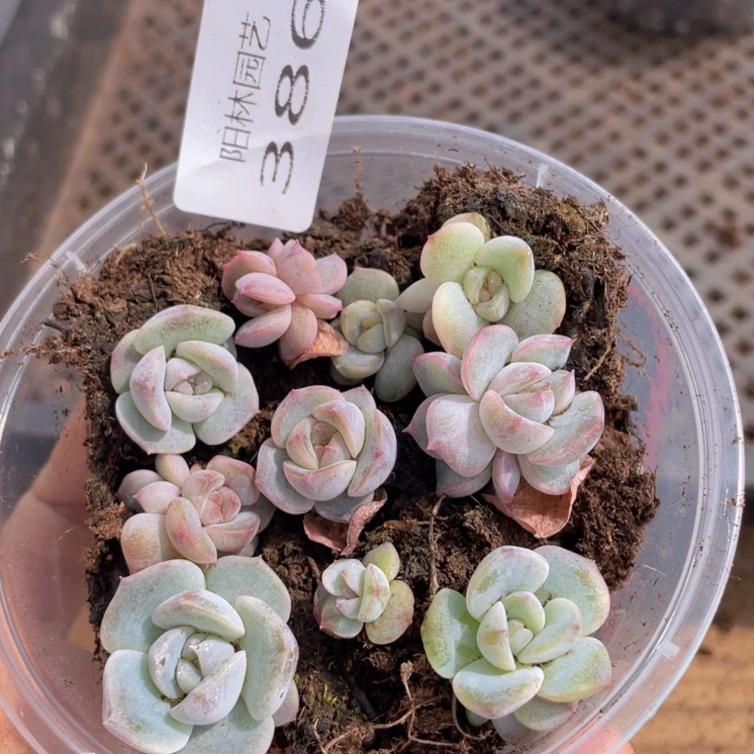 多肉植物多肉植物386