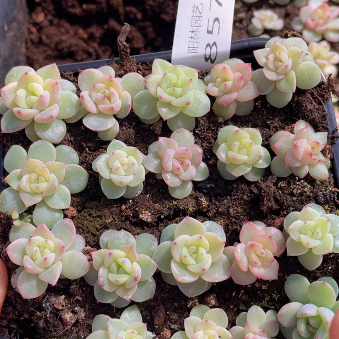 多肉植物多肉植物857