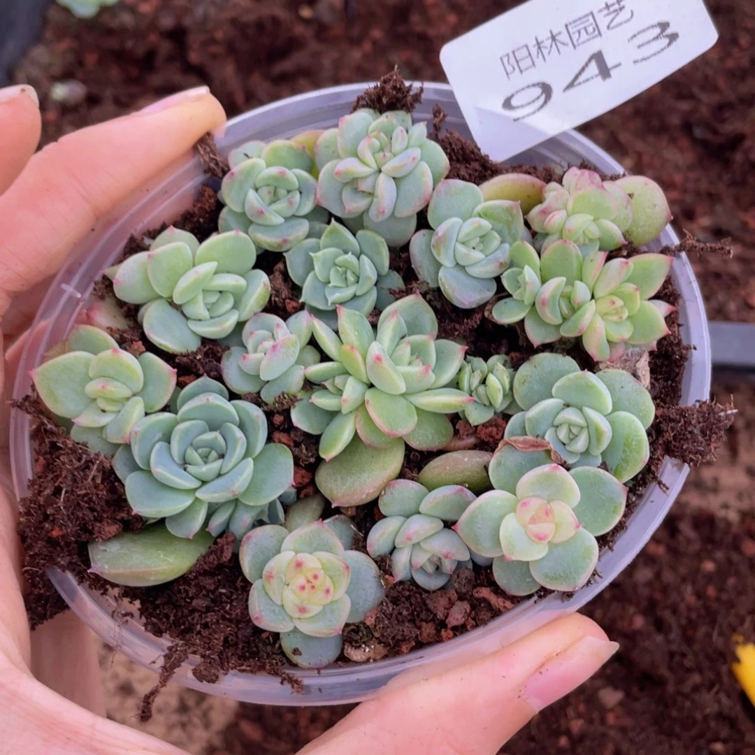 多肉植物多肉植物943