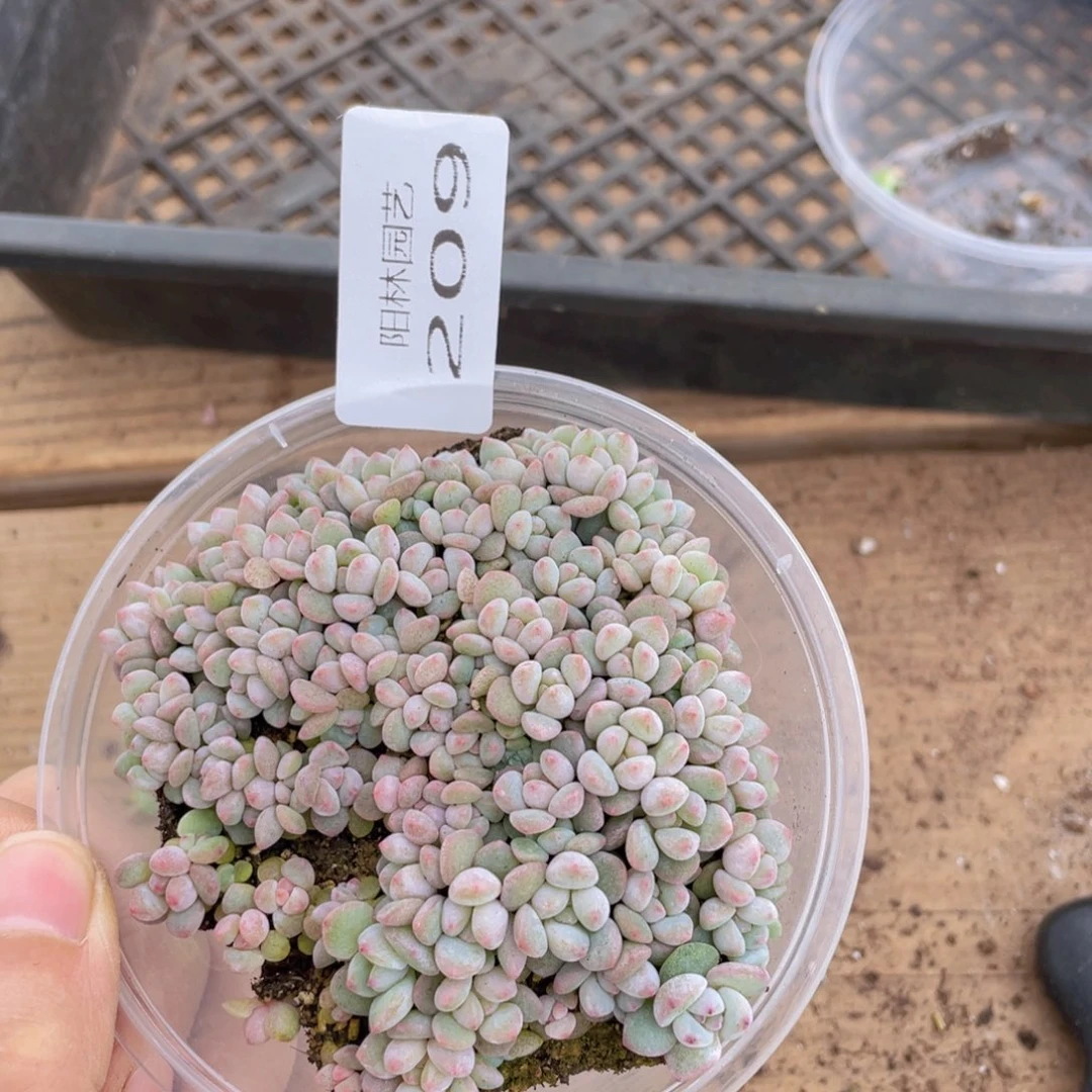 多肉植物多肉植物209