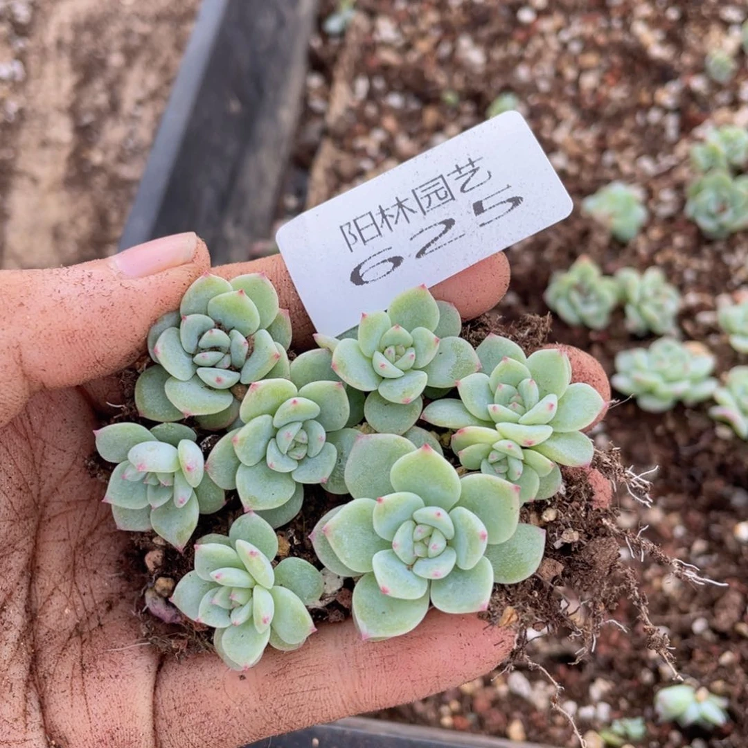 多肉植物多肉植物625
