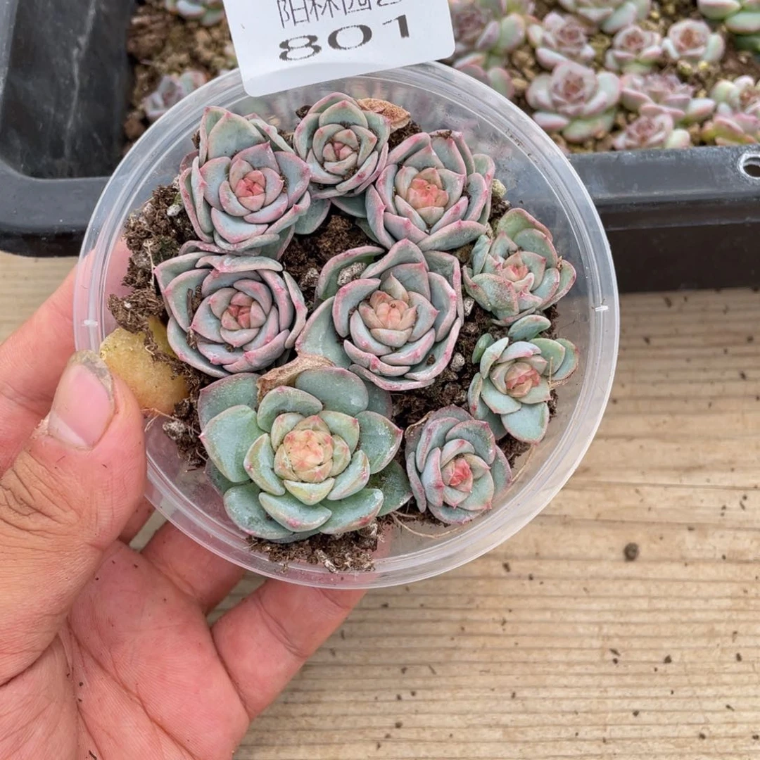 不****话多肉植物多肉植物801