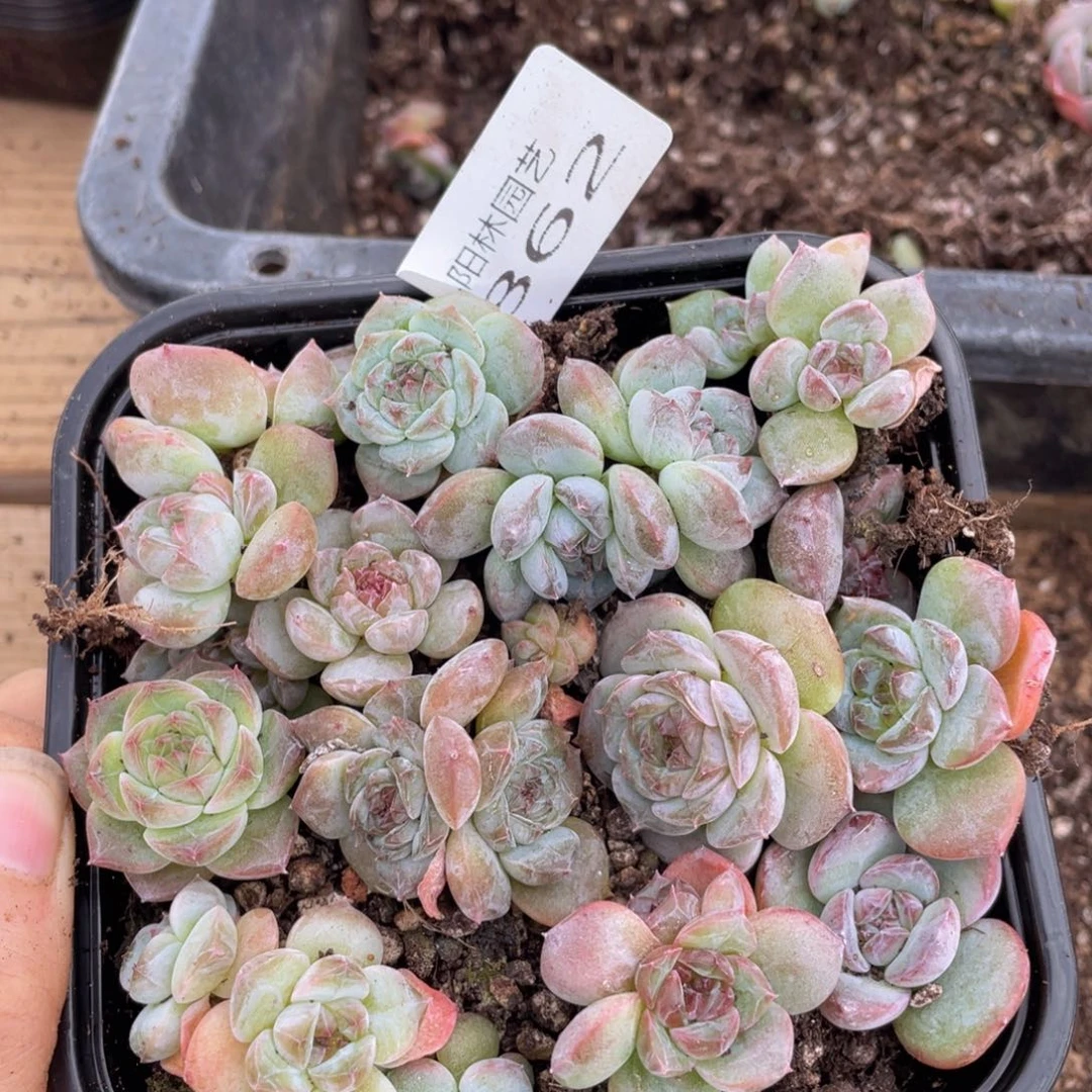 多肉植物多肉植物862