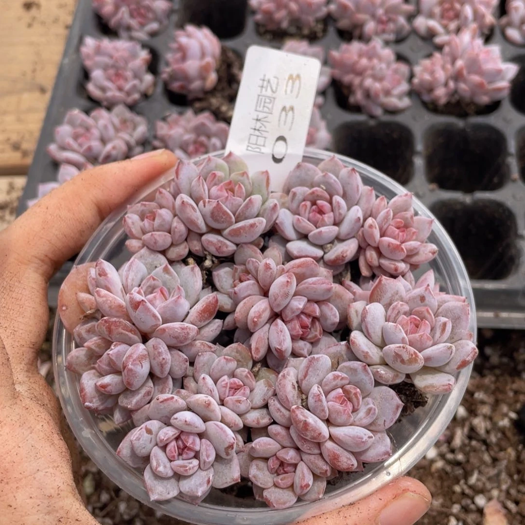 多肉植物多肉植物33