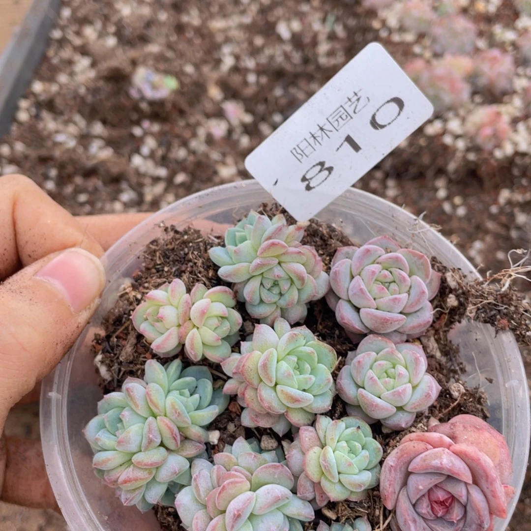 多肉植物多肉植物810