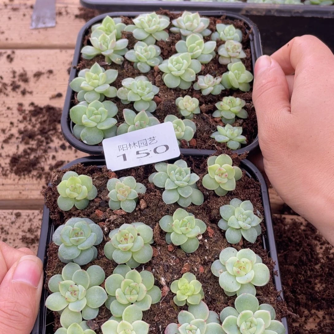 浅*多肉植物多肉植物150