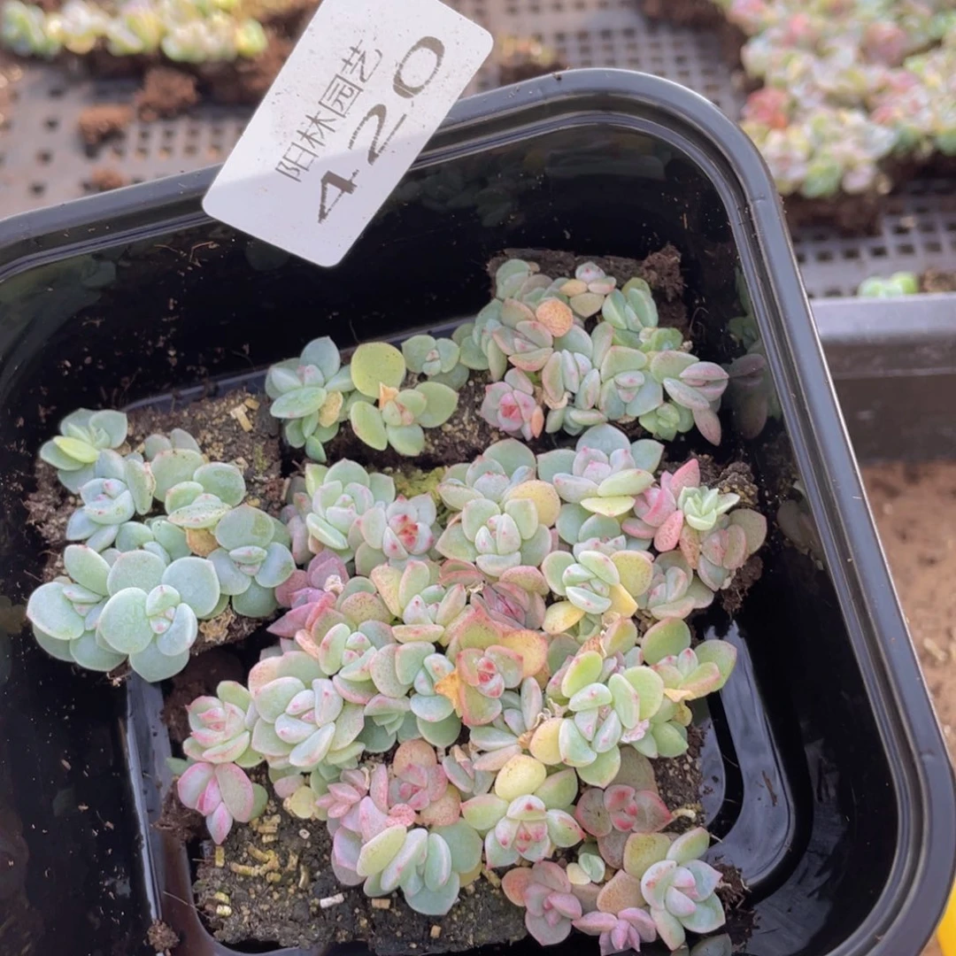 多肉植物多肉植物420