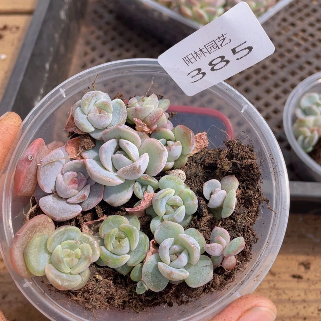 多肉植物多肉植物385