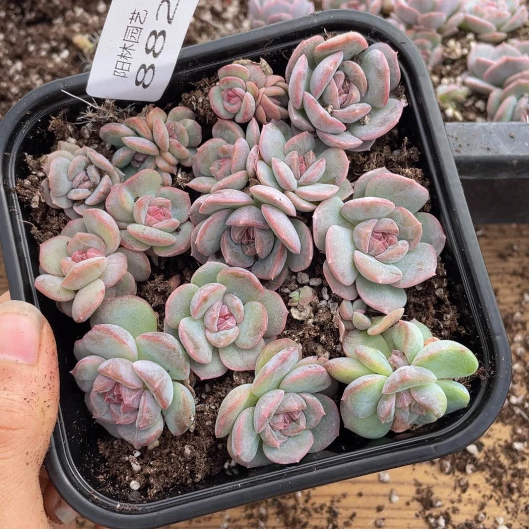 R****颜多肉植物多肉植物882