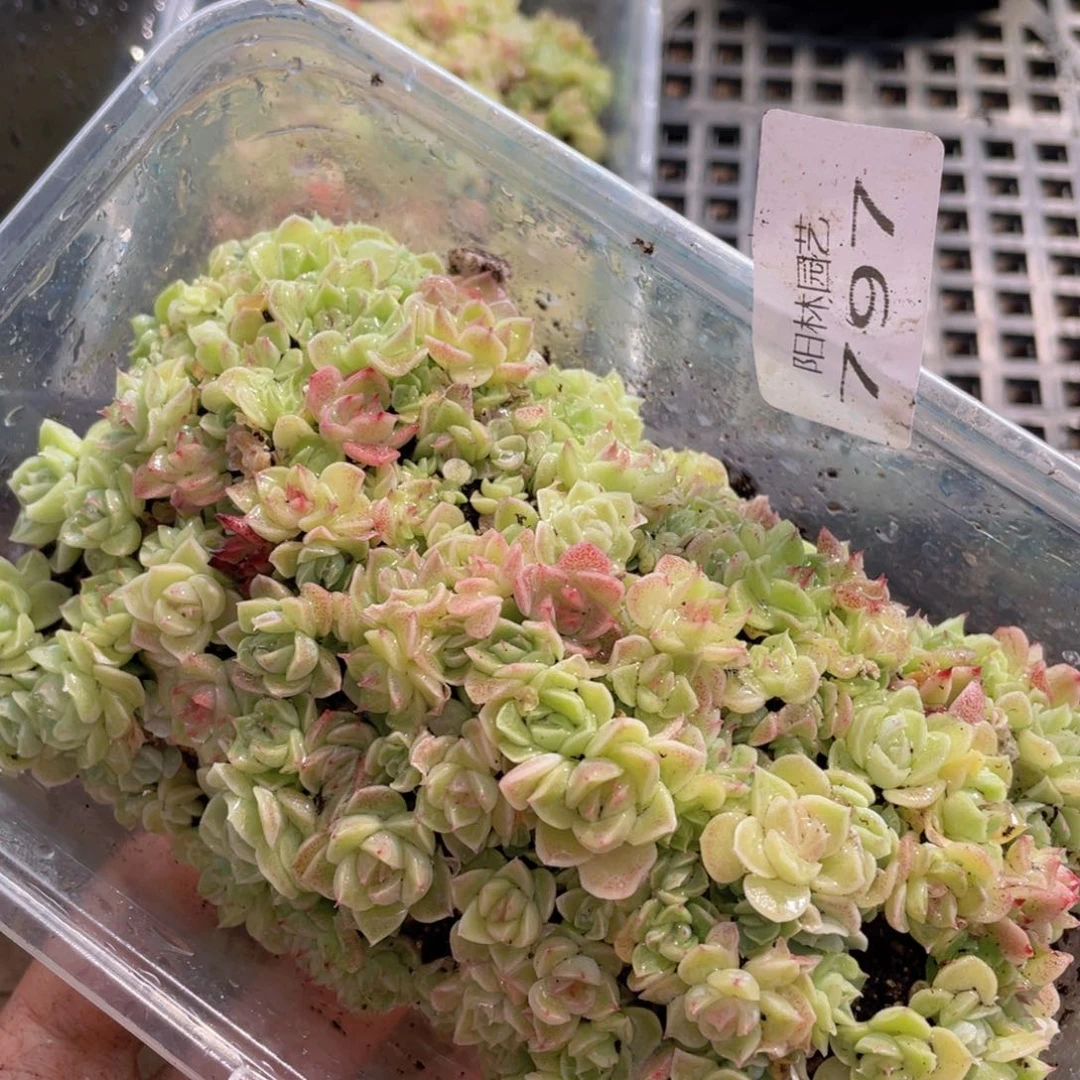 二****们多肉植物多肉植物797