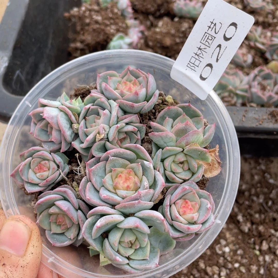 兔*多肉植物多肉植物20
