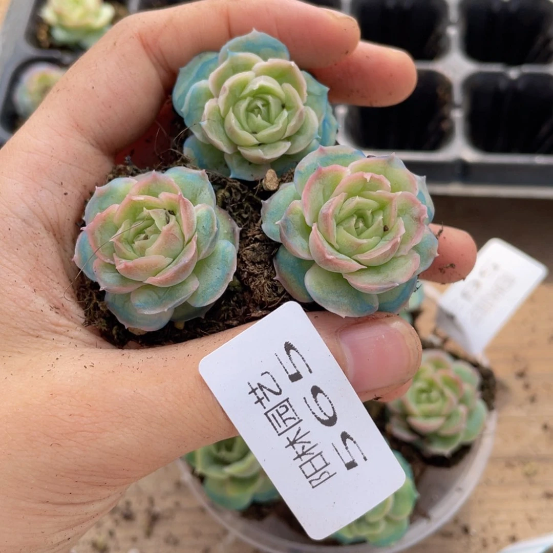 多肉植物多肉植物565