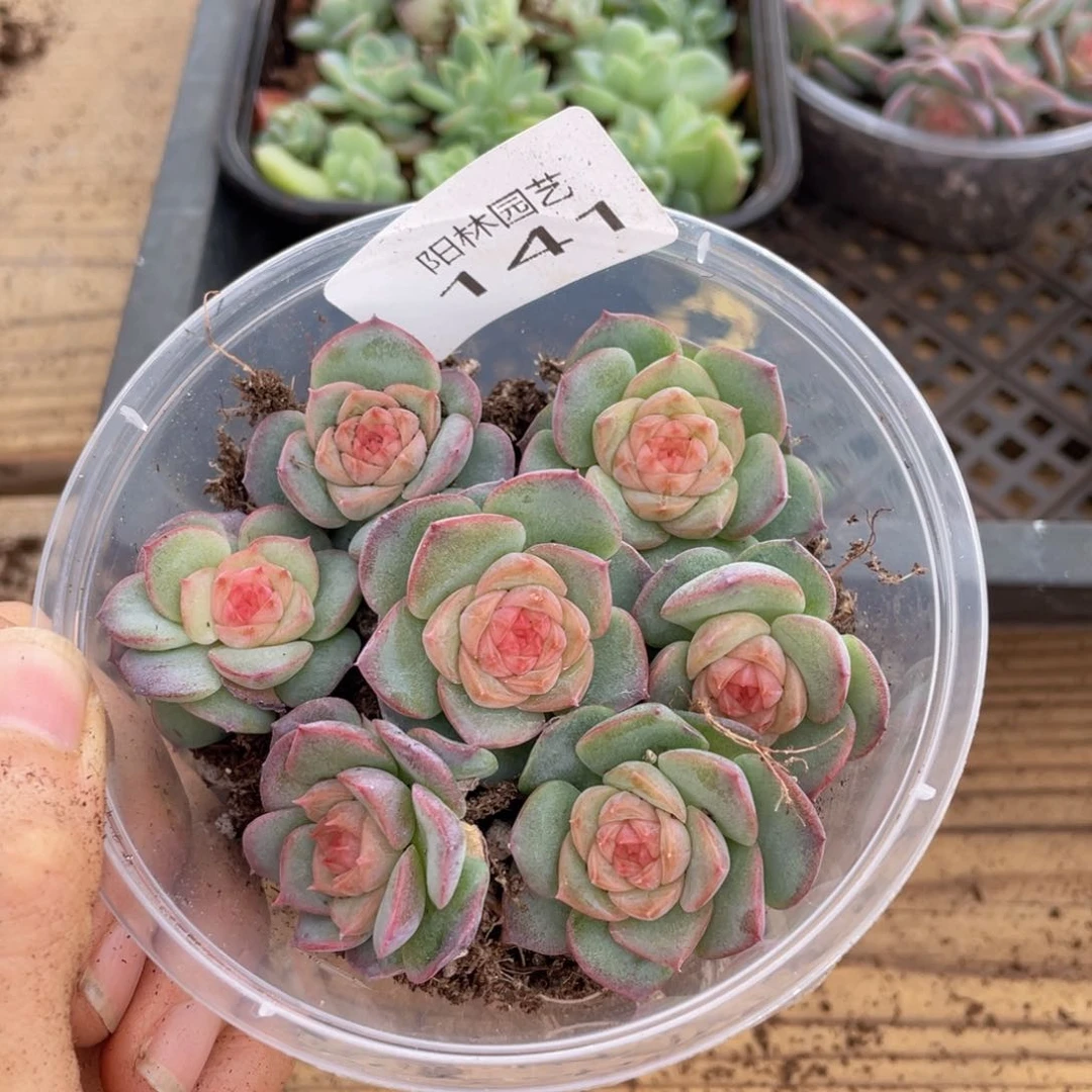 多肉植物多肉植物141