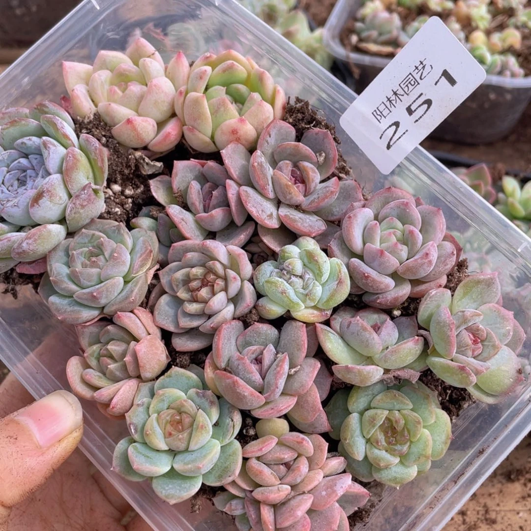 多肉植物多肉植物251