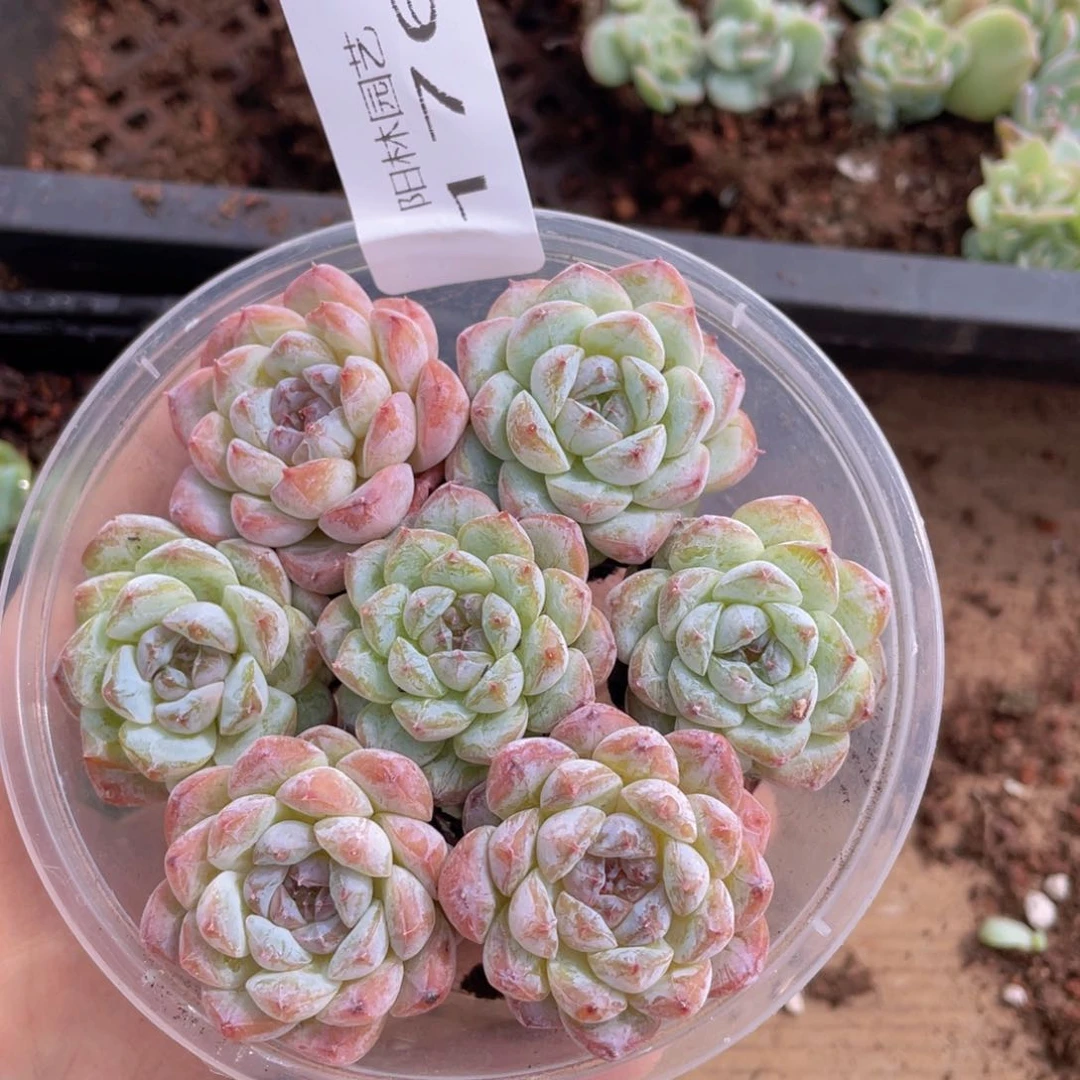 天****）多肉植物多肉植物176