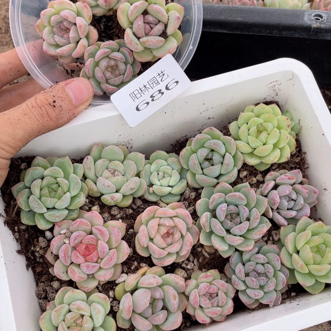继**狂多肉植物多肉植物686