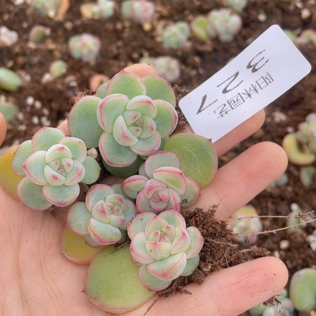 多肉植物多肉植物327