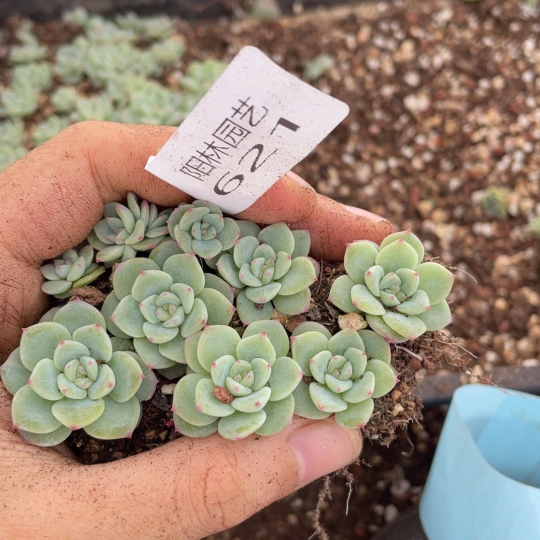 多肉植物多肉植物621