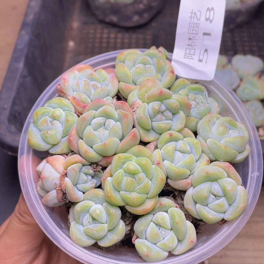 多肉植物多肉植物518