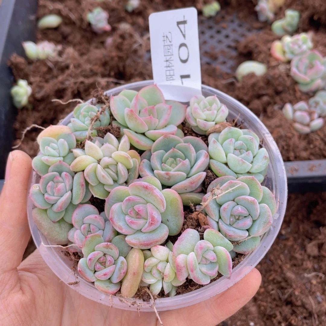 E****_多肉植物多肉植物104