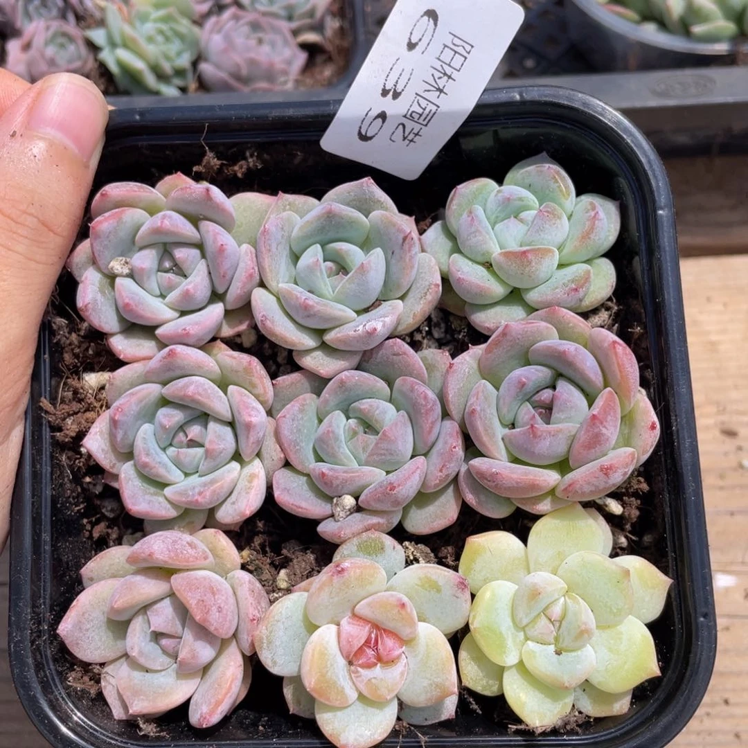 多肉植物多肉植物639