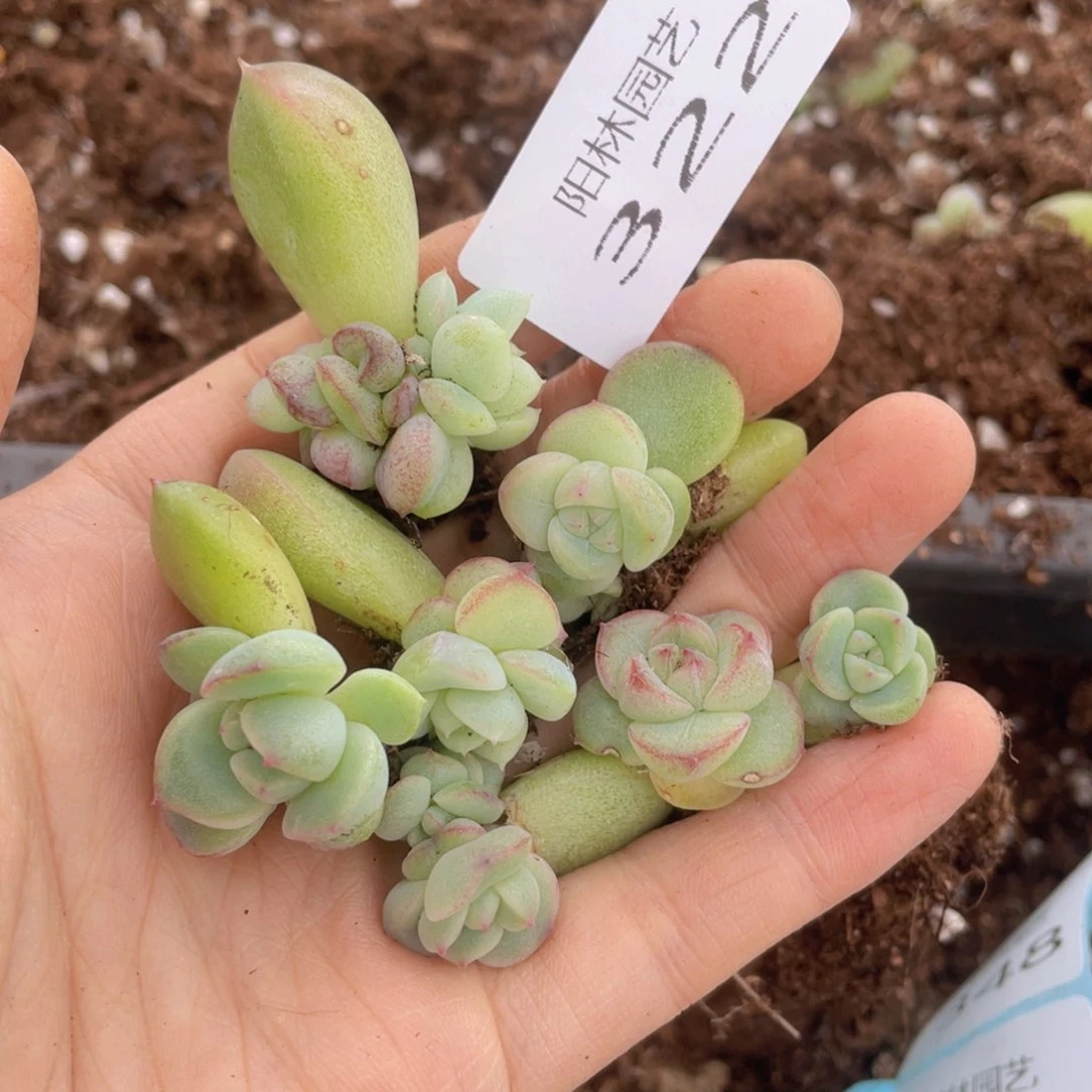 多肉植物多肉植物322