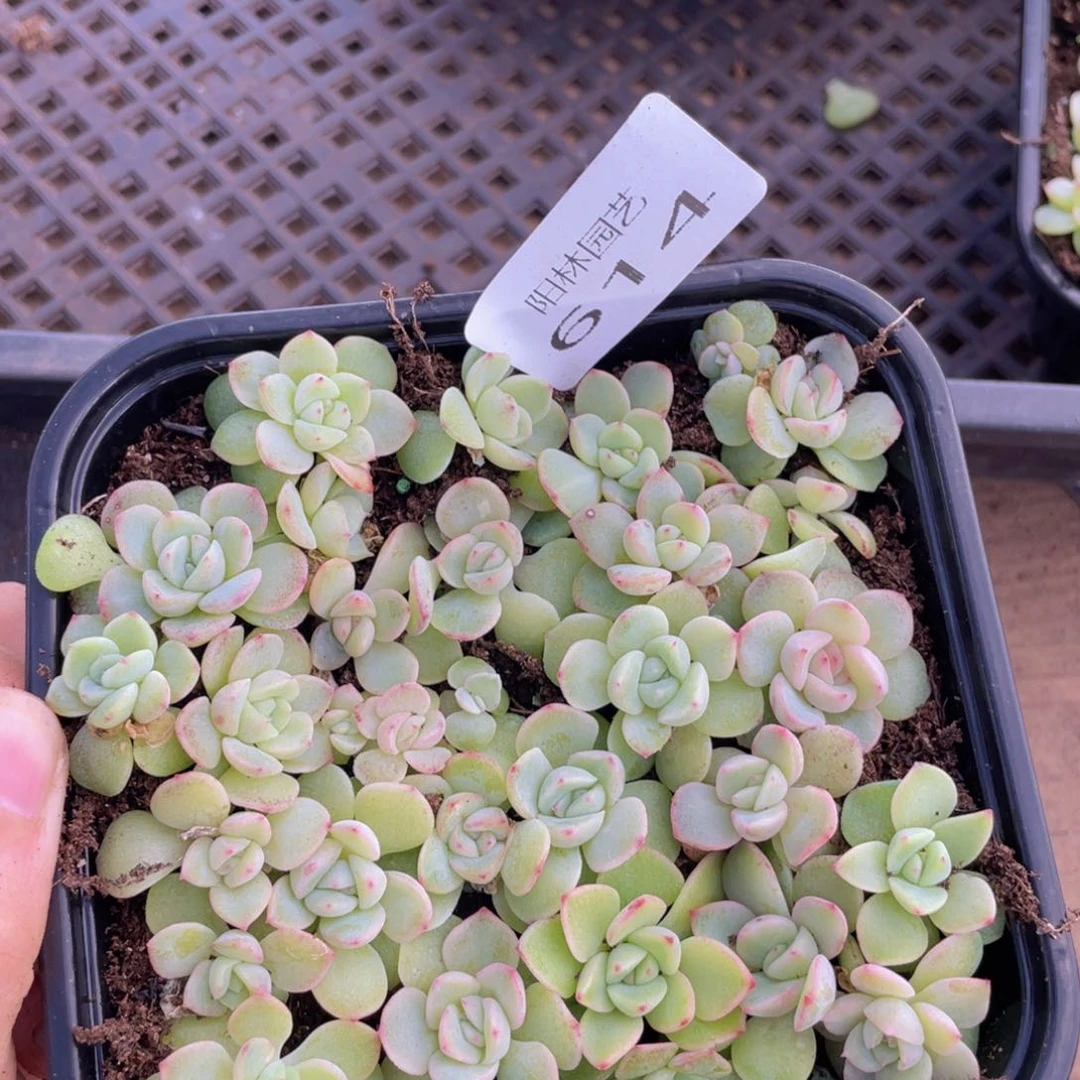 多肉植物多肉植物614