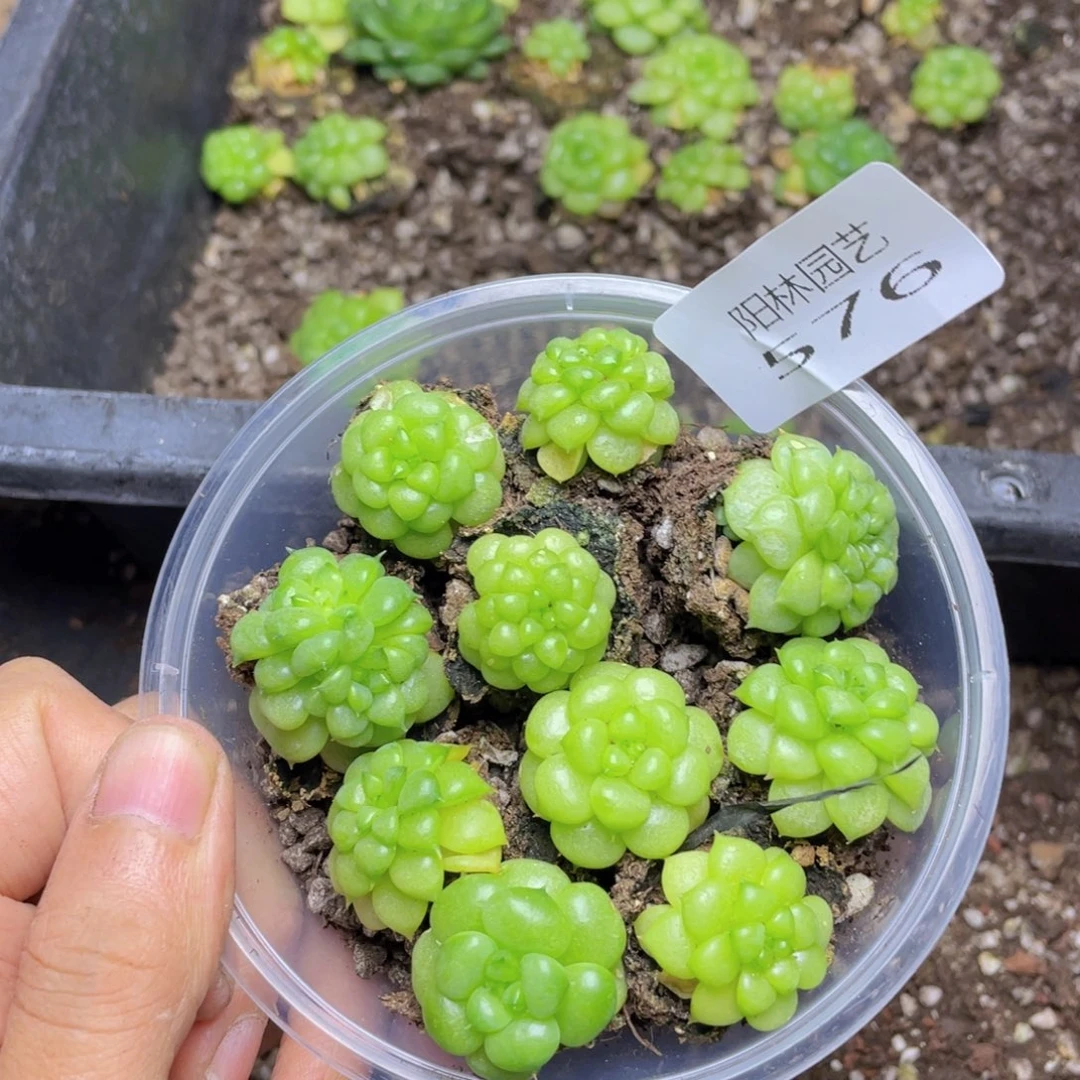 多肉植物多肉植物576