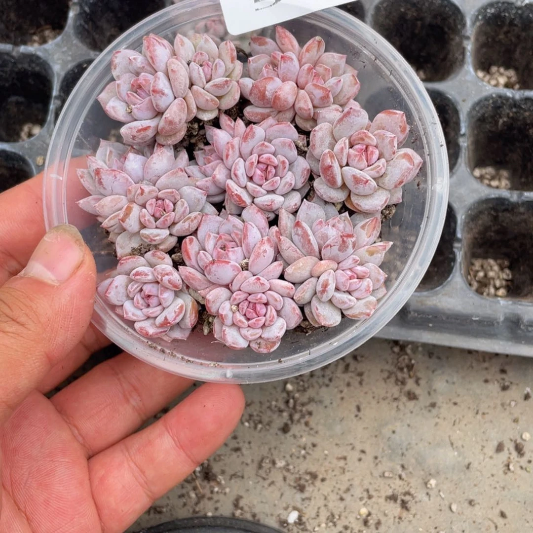 多肉植物多肉植物505