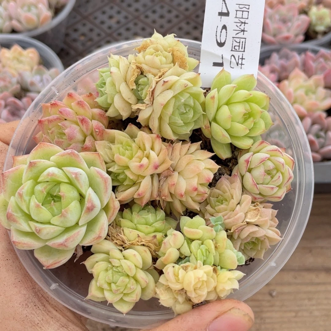 多肉植物多肉植物491