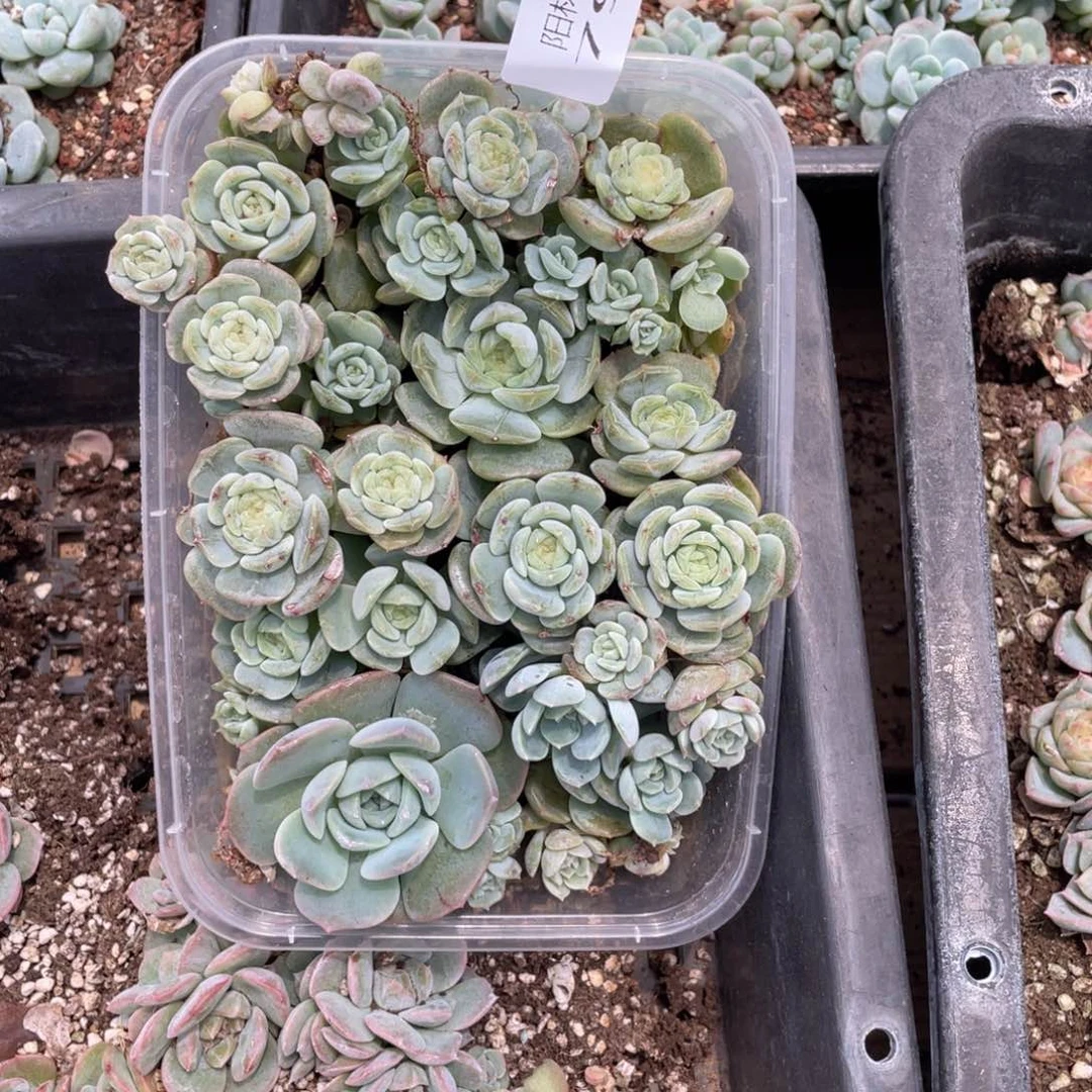 停*多肉植物多肉植物792