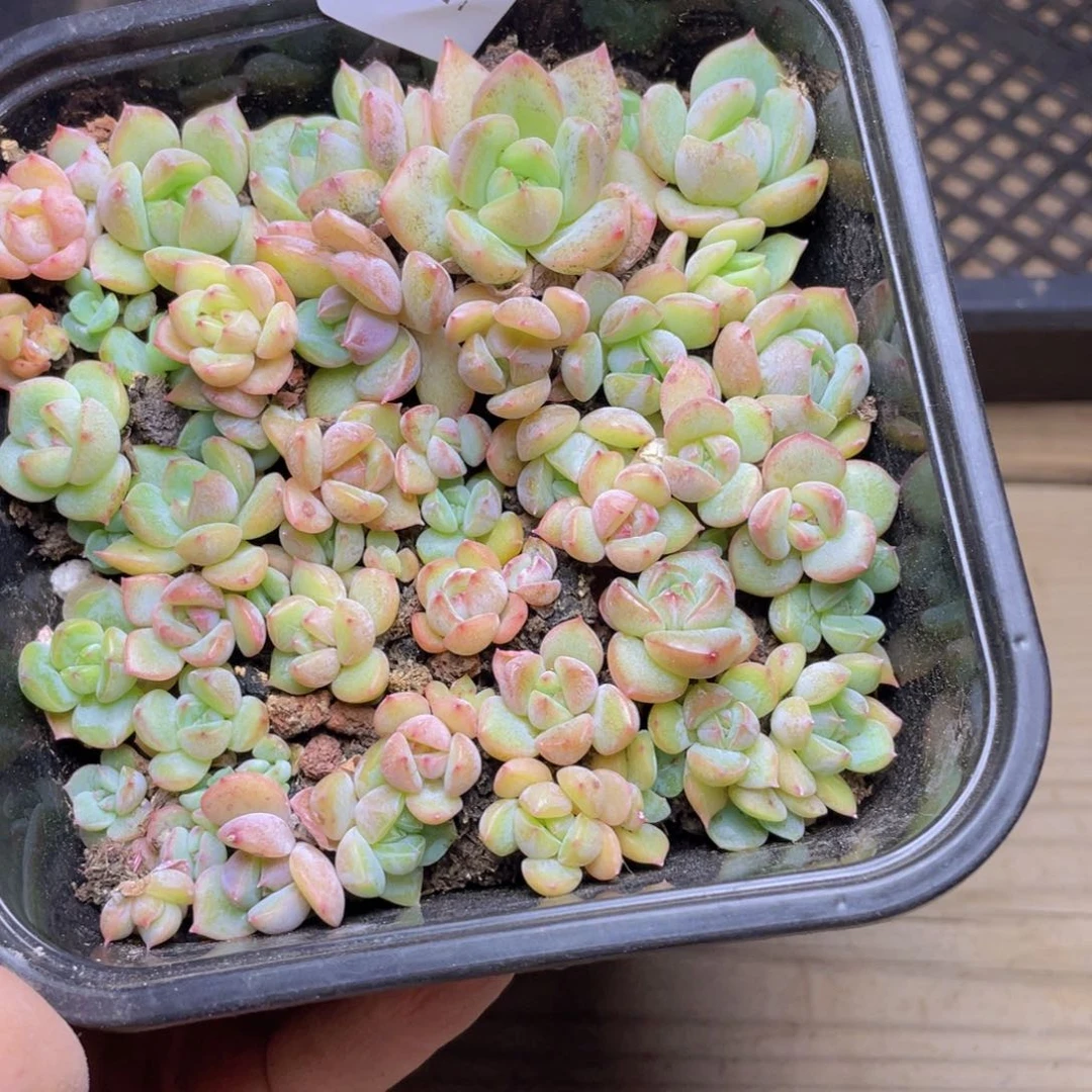看***态多肉植物多肉植物515