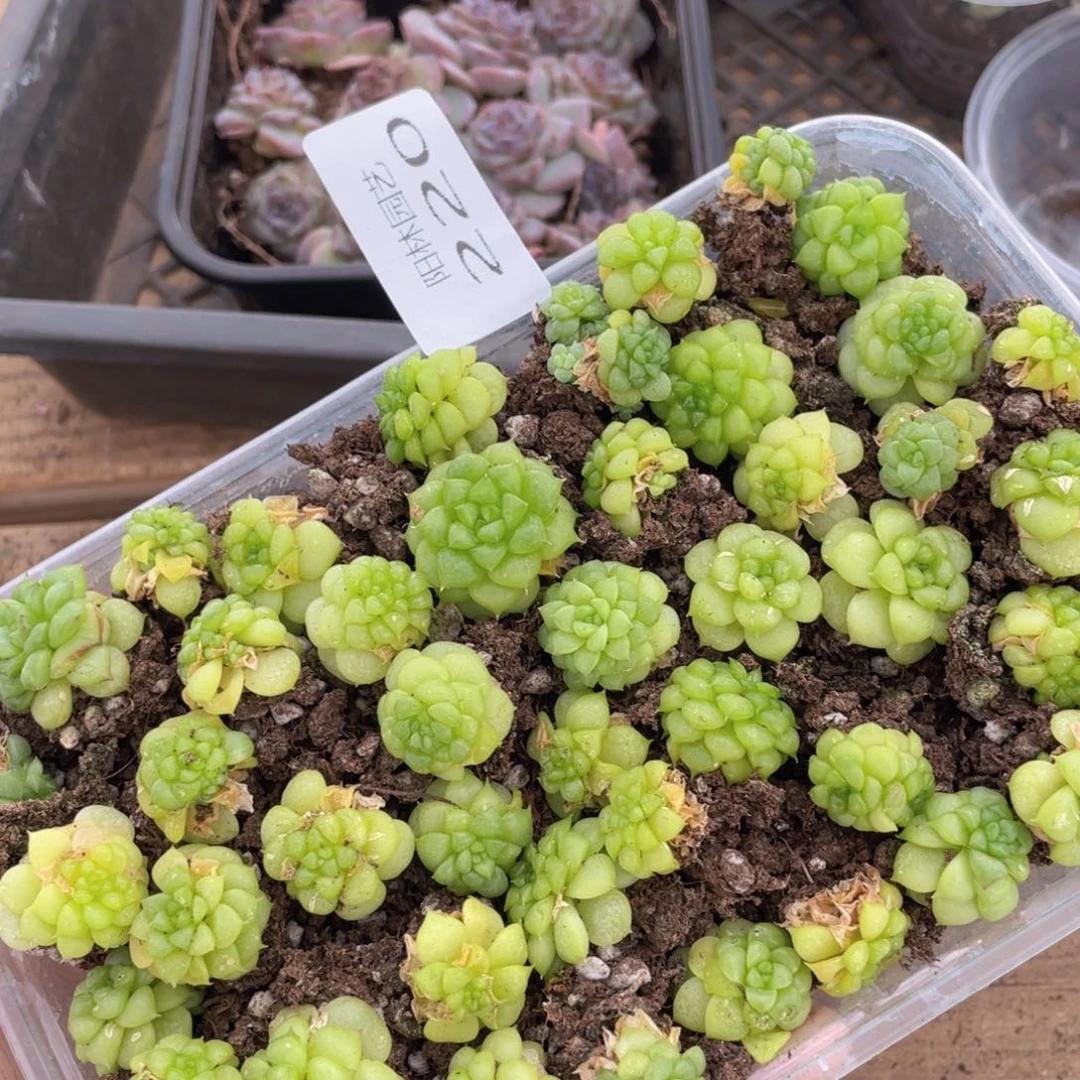 喝*哆多肉植物多肉植物220