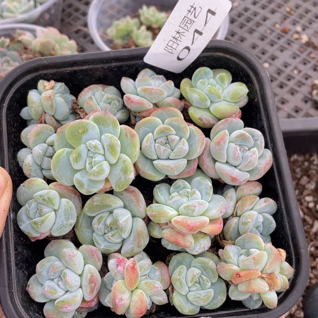 多肉植物多肉植物44