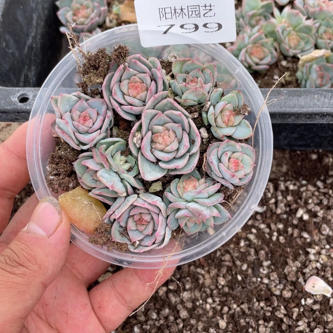 多肉植物多肉植物799
