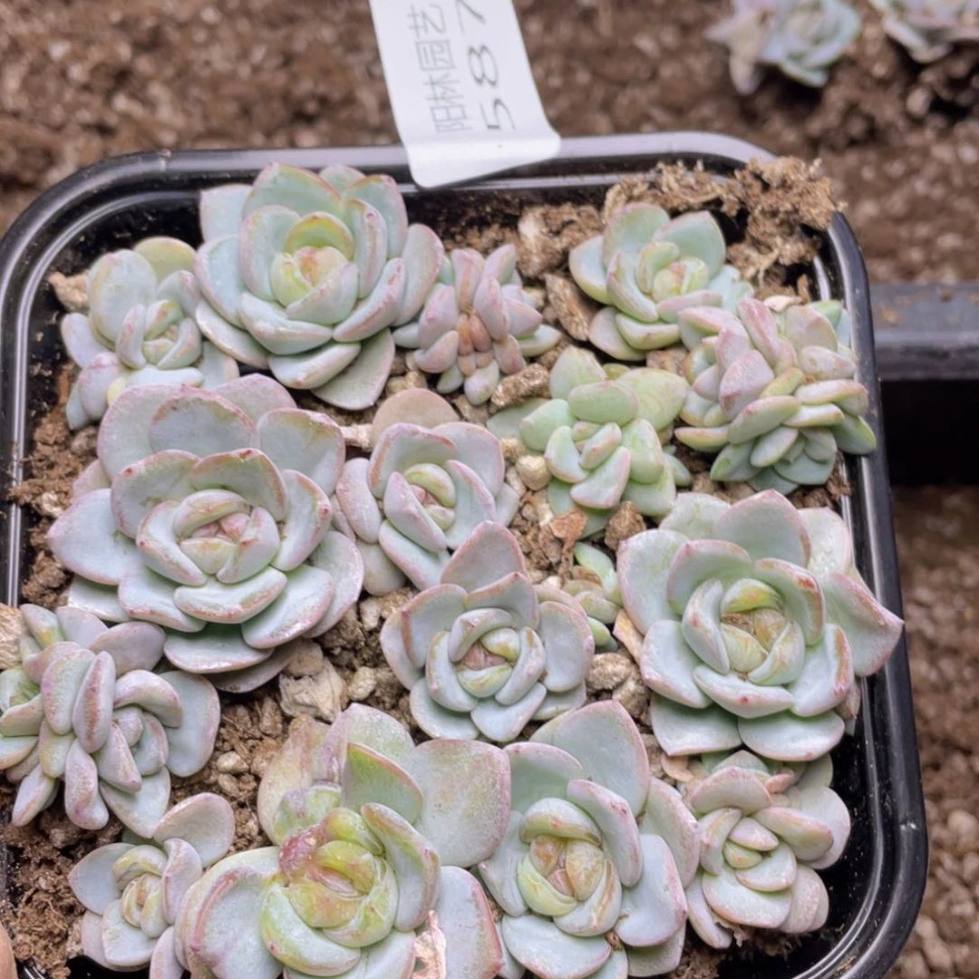 多肉植物多肉植物587