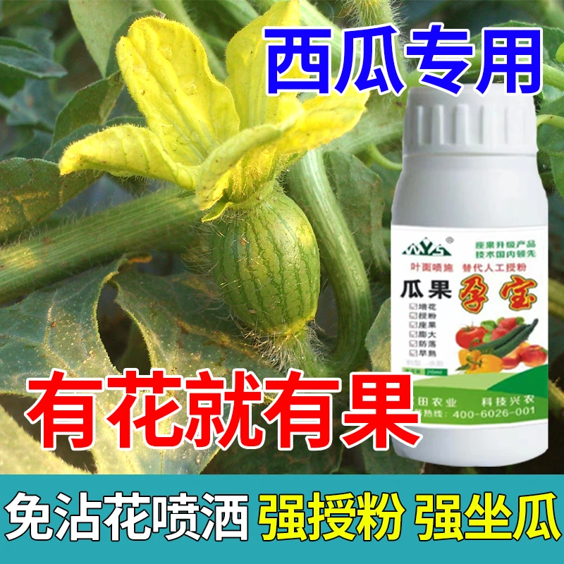 西瓜授粉授粉坐果西瓜点花免人工授粉全株喷雾增花保花强座果增产
