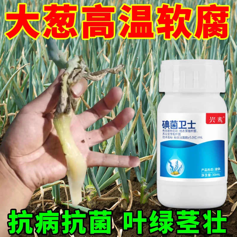 大葱烂根腐病软腐病高温引起死根沤根黄叶生物菌肥地衣芽孢杆菌