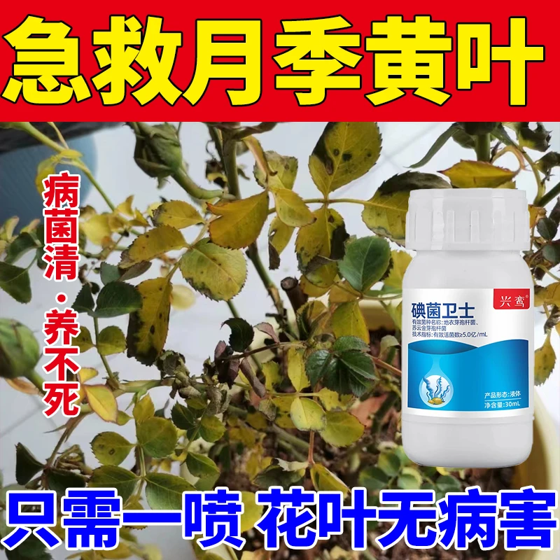 月季枯枝叶子专用菌肥黄叶黑斑病微生物黑斑菌剂壮苗绿叶开花