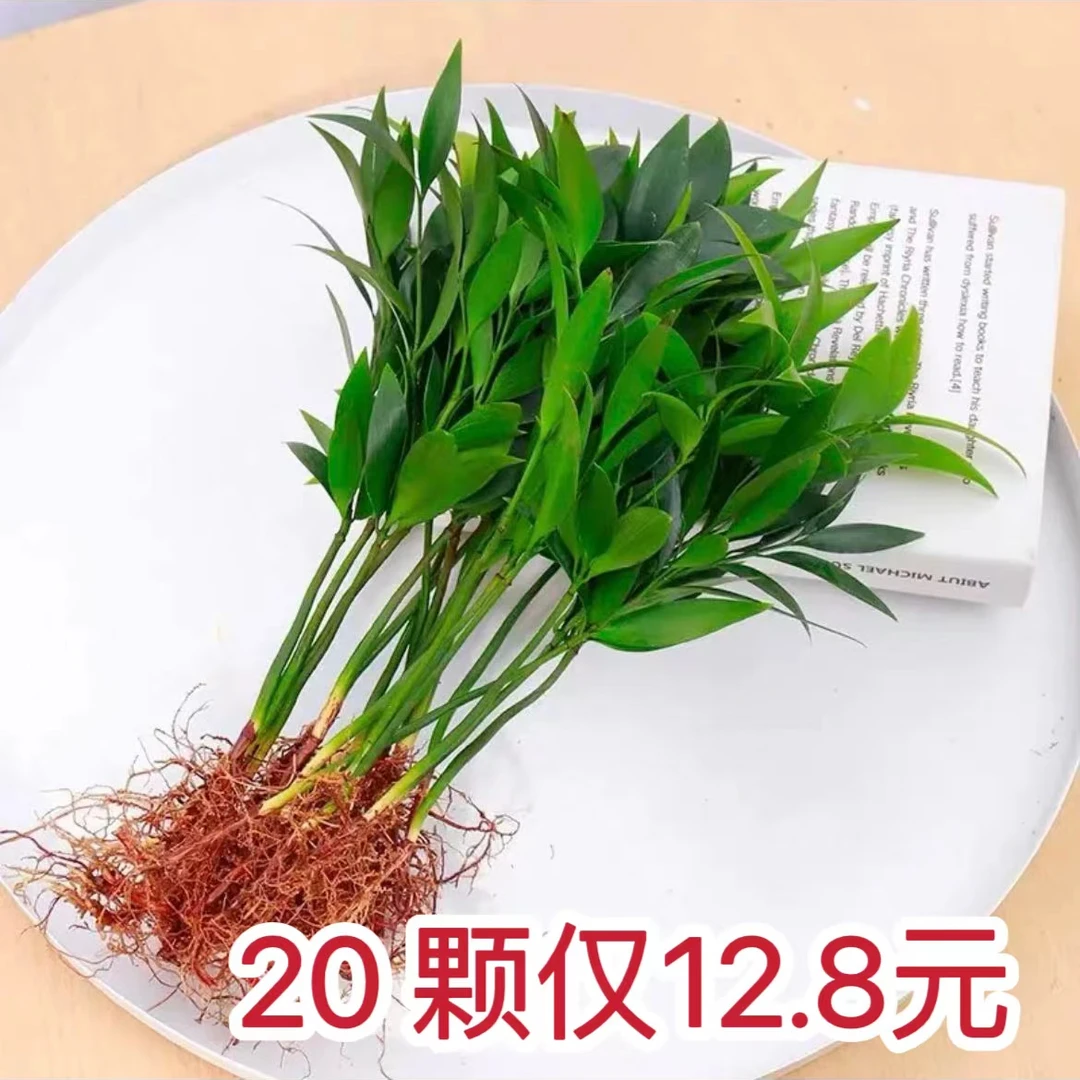 【买10送10颗】竹柏盆栽水培驱蚊植物室内客厅卧室桌面盆栽四季常青